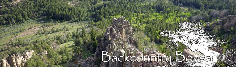 Backcountry Bonsai